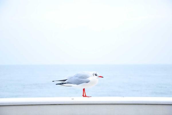 双色球玩法